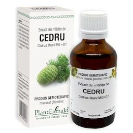 CEDRU - Extract din mlădiţe de Cedru - Cedrus libani MG=D1