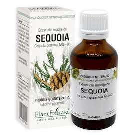 SEQUOIA - Extract din mlădiţe de Sequoia - Sequoia gigantea MG=D1
