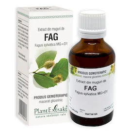 FAG - Extract din muguri de Fag - Fagus sylvatica MG=D1